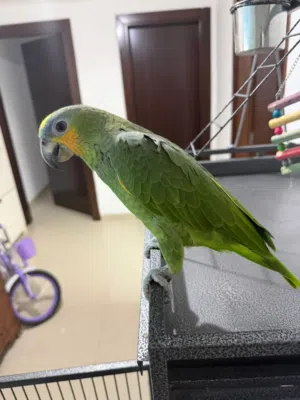 امازون للبيع