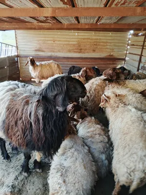 Sheep4