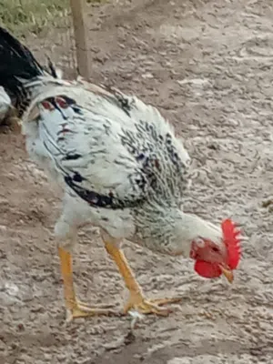 ديوجه البيع يانواع بيهن مجال زوج 30الف