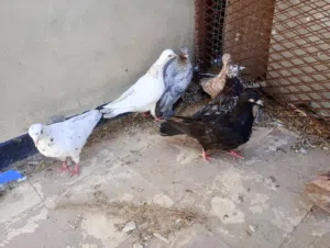 10طروف بهلوان امريكي