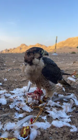 طير وكري شواهين