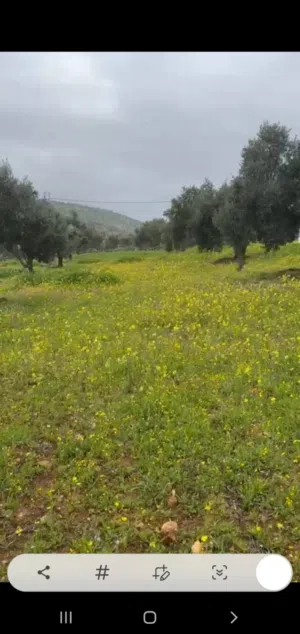 Farm Land for Sale in Zarqa Sarout