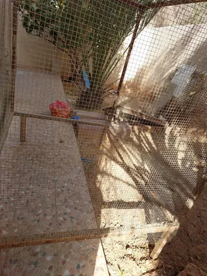 سزنه دجاج للبيع