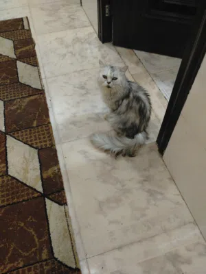 قطة  شيرازيه وصغارها