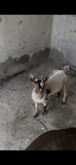 بيع تيس صلالي