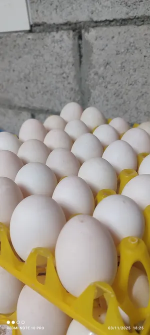 Others - Food - Supplements1