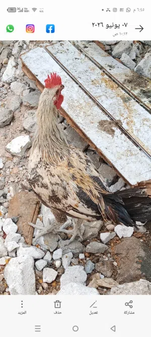 ديجج فيومي