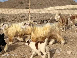 للبيع تيس عماني من سلالة الرحبيين  مطلوب 300 قابل بشي بسيط