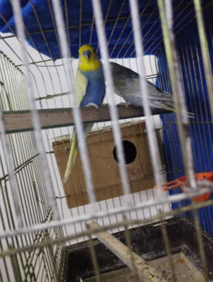 جوز رينبو فحل كوبلت مستوى عالي وطيرة كلير ونج