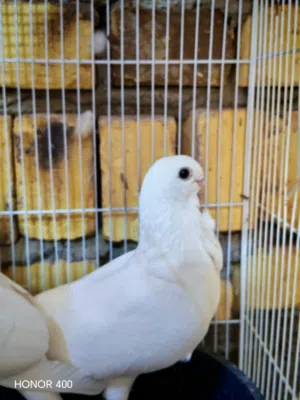 متاح 14 طير أرافل قجم ابيع شلع