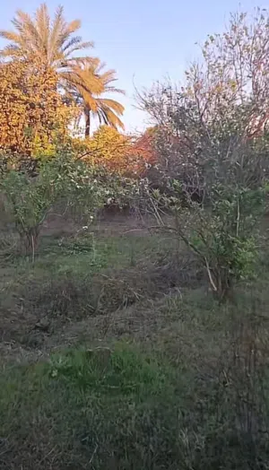 Farm Land for Sale in Saladin Balad