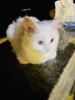 Parisian breeds cat