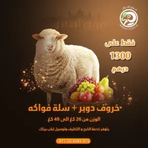 يتوفر لدينا اجود الاغنام المهجن، استرالي كيني (دوبر)