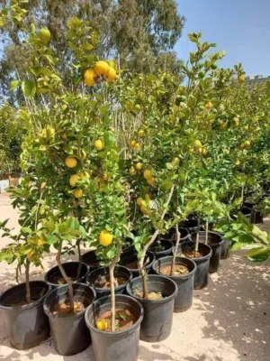 اشجار المثمرة والزينة