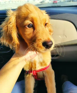 بيور  - انثي  اربع شهور  - صحه جيده جدا  لعوب جدا  معه ودفتر ومحصل كل الفاكسين  *****-Golden Retriev