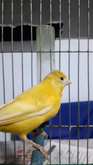 عصفور كناري أصفر أنثى عمرها 3 سنين واجدا وكلش
