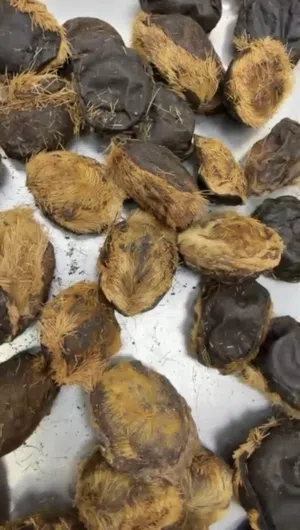 يوجد لدينا 20 كيلو مسك ملكي رقم واحد