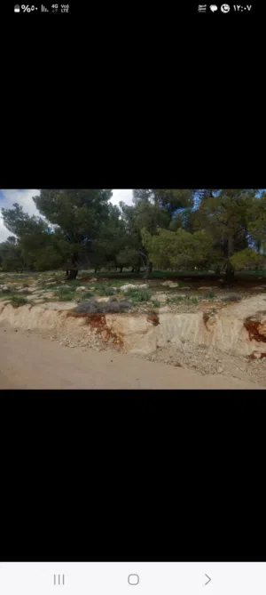 Farm Land for Sale in Mafraq Other