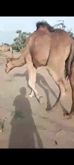 يوجدلدينا(ابل+جمال+نياق+قعدان للبيع)