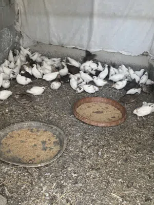 السلام عليكم ورحمة الله وبركاته