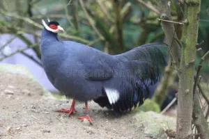 للبيع طيور نوادر لمحمية