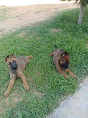 انتى وذكر للبيع ميلانو