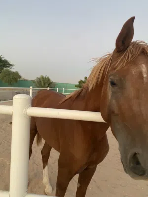 فحل عربي لونه بني نشيط و كبير
