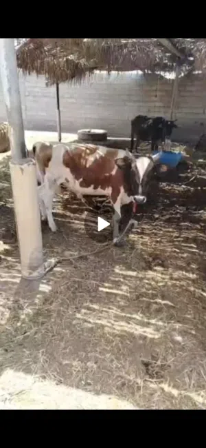 للبيع عجل نمساوي سمين