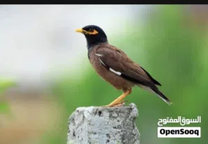مطلوب طائر مينا متكلم