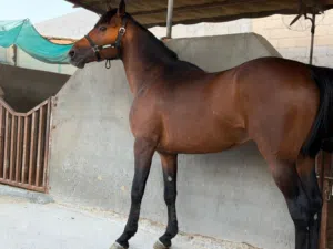 مطلوببببببببببب مطلوببببب تاجير خيول في مسقط او في بهلاء مطلوببببب ساعه او سعاتين او ثلاثه مطلوببببب