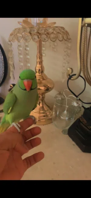 ما شاء الله أليفة تتكلم