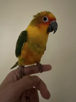 صن كنيور مفطوم لعوب واليف جداً sun conure for sell