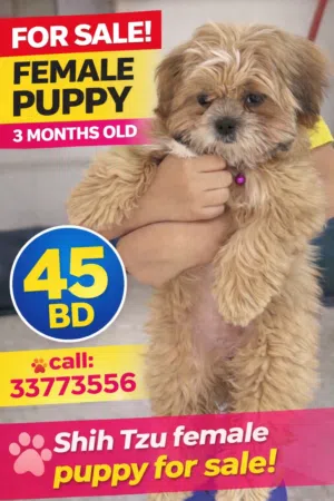 Shih Tzu Female Puppy