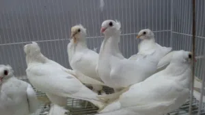 طيور زينه لببيع انواع