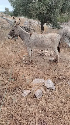 Horses4