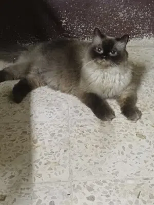 للبيع او بدل على طيور .حامل قربت تولد