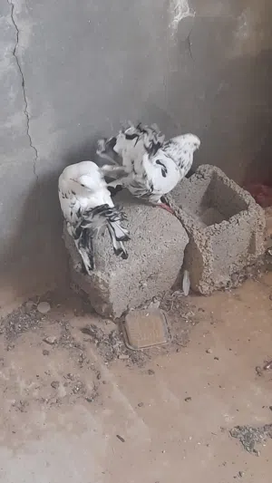 للبيع كوبية تونسية ربي يبارك