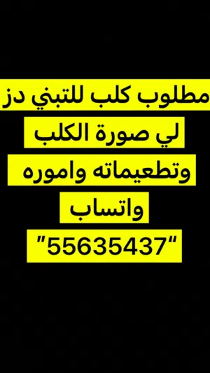 مطلوب كلب للتبني بس ما يكون كلب شوارع