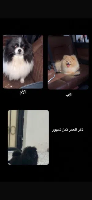 للبيع ذكر بريميان