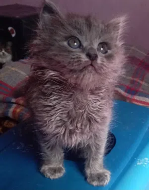 قط مستوى فخم ذكر