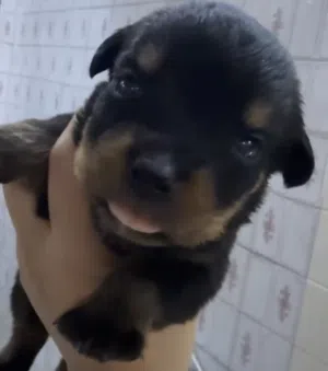 Rottweiler