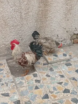 دجاج كويتي للبيع عدد ديوكه اثنين ودجاجه