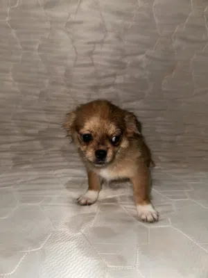 Pekingese female