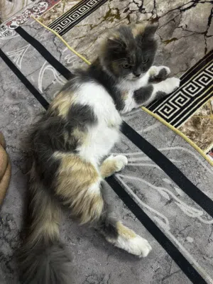 بزون نثية شيرازي