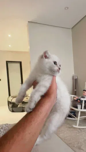 قطة سكوتش ستريت انثى بعمر 5 شهور
