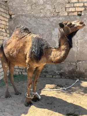 ناقة وطني للبيع