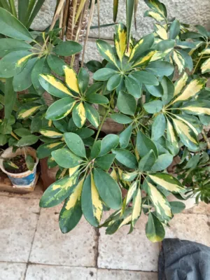 زريعه زينه للبيع