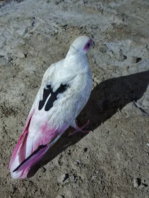 طيره للبيع لوصف مهم