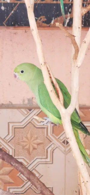 أولاد بغبغاء الدرة الهندي
