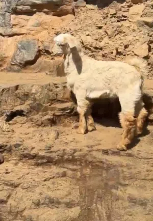 تيوس من حلال لجواميد لجبل الاخضر